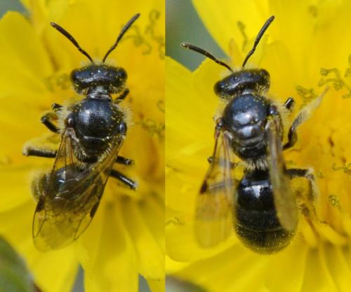 Lasioglossum sp.